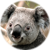 Small_koala